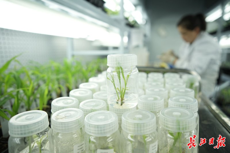 农业技术研发