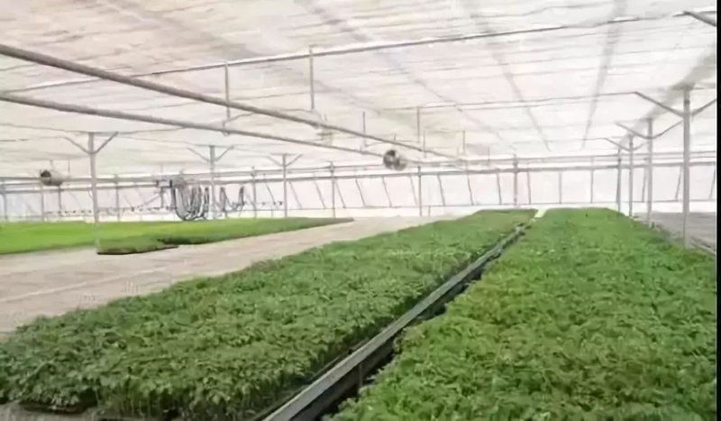 绿色蔬菜的种植艺术：从田间到餐桌的健康之旅