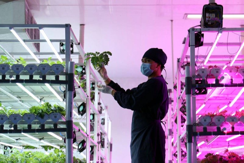 绿色蔬菜的种植艺术：从田间到餐桌的健康之旅